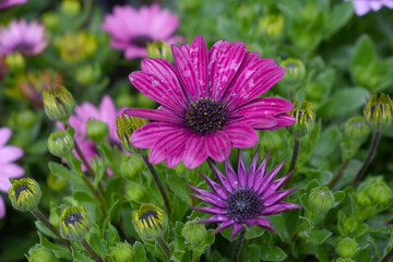 Purple flowers Osteospermum ecklonis African Daisy Cape Marguerite, Purple Cape Marguerite Daisy flower closeup, a floral display of Purple Cape Marguerite Daisy flowers with purple Capitulum, closeup