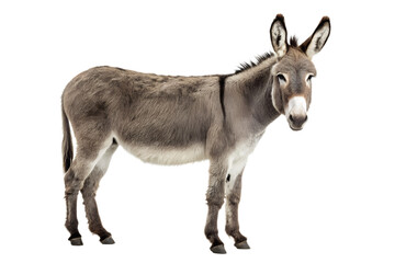 Isolated donkey standing full length on a clean black background, donkey, ass, equine, mammal, animal, livestock, farm animal, agriculture, gray, isolated, black background, cutout, standing, full