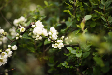 beautiful blooming apple trees on a spring day as a natural background