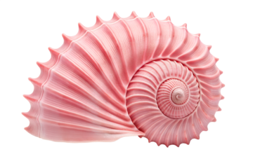 Pink nautilus shell close up on black background spiraling texture, nautilus, shell, pink, spiral, texture, close up, marine, ocean, sea, nature, black background, elegant, macro, detail, symmetrical