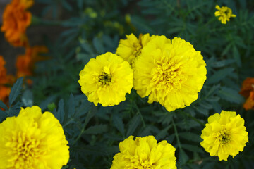 Yellow french marigold flower blossom in garden, Yellow french Mari Gold flowers for decorate garden, Close up of beautiful small marigold flower in garden. Marigold flowers bloom in nature