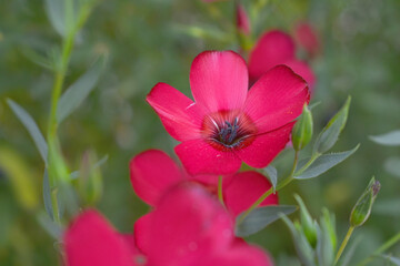 Obraz premium Linum Grandiflorum Rubrum Scarlet Flax bloomed in the garden on a flower bed, Red Linum Grandiflorums closeup in nature, Red flaxs or flowering flaxs, scarlet flax, crimson flax flower head close-up