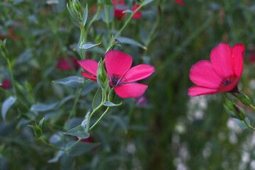 Linum Grandiflorum Rubrum Scarlet Flax bloomed in the garden on a flower bed, Red Linum Grandiflorums closeup in nature, Red flaxs or flowering flaxs, scarlet flax, crimson flax flower head close-up