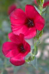 Linum Grandiflorum Rubrum Scarlet Flax bloomed in the garden on a flower bed, Red Linum Grandiflorums closeup in nature, Red flaxs or flowering flaxs, scarlet flax, crimson flax flower head close-up