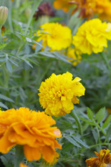 Yellow french marigold flower blossom in garden, Yellow french Mari Gold flowers for decorate garden, Close up of beautiful small marigold flower in garden. Marigold flowers bloom in nature