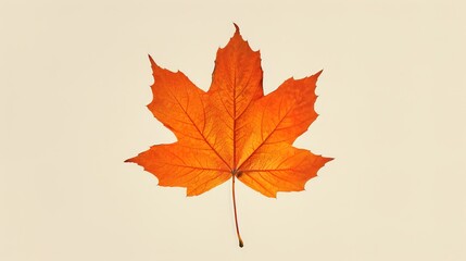 Fototapeta premium Food Festival Maple Leaf Background: Scarlet Maples Infuse Culinary Delights, Spreading a Festive Autumn Feast Scroll of the Blending of Crimson Frost and Gastronomic Treasures