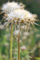 Pink milk thistle flower on green background, Field with Silybum marianum (Milk Thistle), Medical plants. Blessed milk thistle pink flowersin field. Silybum marianum herbal remedy plant. Banner.