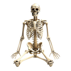 skeleton isolated on white background