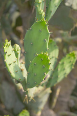Eastern Prickly Pear Cactus (Opuntia humifusa) devil's-tongue or Indian fig, wild plant in nature closeup shot, prickly pear is a species of cactus that has long been a domesticated crop plant