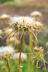 Pink milk thistle flower on green background, Field with Silybum marianum (Milk Thistle), Medical plants. Blessed milk thistle pink flowersin field. Silybum marianum herbal remedy plant. Banner.