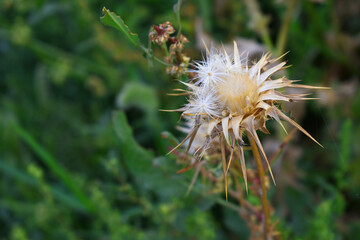Pink milk thistle flower on green background, Field with Silybum marianum (Milk Thistle), Medical plants. Blessed milk thistle pink flowersin field. Silybum marianum herbal remedy plant. Banner.