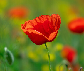 Field of Corn Poppy Flowers Papaver rhoeas in Spring