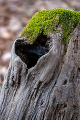 Treenk with moss and a heart shaped hole