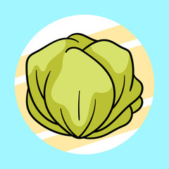 vector illustration of a cabbage
