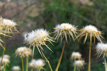 Pink milk thistle flower on green background, Field with Silybum marianum (Milk Thistle), Medical plants. Blessed milk thistle pink flowersin field. Silybum marianum herbal remedy plant. Banner.