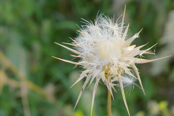 Pink milk thistle flower on green background, Field with Silybum marianum (Milk Thistle), Medical plants. Blessed milk thistle pink flowersin field. Silybum marianum herbal remedy plant. Banner.