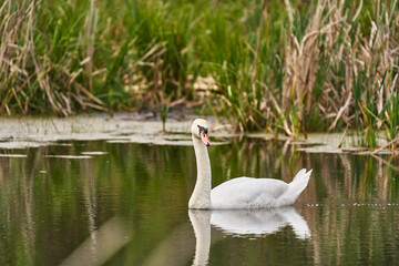 Łabędź niemy w swoim naturalnym środowisku