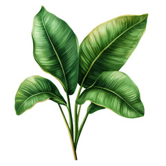 Obraz premium Lush tropical leaves