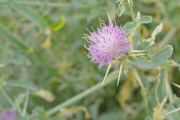 Centaurea iberica, commonly known as Iberian knapweed or Iberian star-thistle, is a herbaceous plant in the Asteraceae family, Close-up of iberian star thistle flowers, Flower of the Escobera