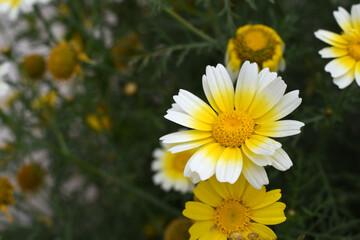White Yellow Crown Daisy, Close-up of a white and yellow crown daisy flower, blooming in nature,...