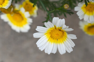 White Yellow Crown Daisy, Close-up of a white and yellow crown daisy flower, blooming in nature,...