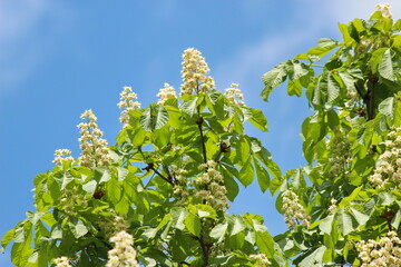 Horse chestnut close up (Aesculus hippocastanum)