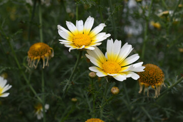 Obraz premium White Yellow Crown Daisy, Close-up of a white and yellow crown daisy flower, blooming in nature, Close-up shot of beautiful White yellow Crown Daisy flower (Chrysanthemum coronarium), Crown Daisy,