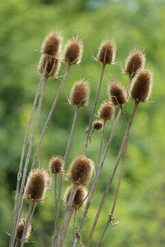 Wild teasel plant (Dipsacus sylvestris)