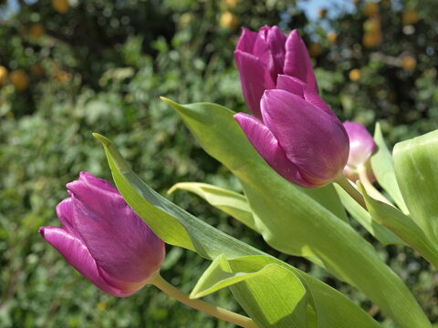 Purple tulips growing in a garden with lemon trees in the background