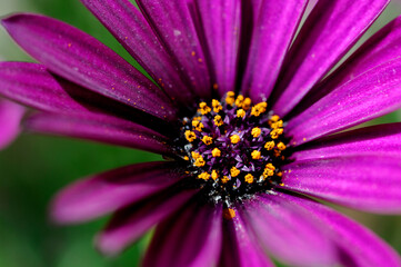 Fototapeta premium Close-up of purple daisy showing pollen and petals