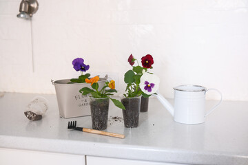 Essential Items for Indoor Gardening Colorful Flowers and Necessary Tools on Kitchen Counter