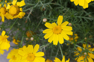 Bright Yellow Crown Daisy, Close-up of a Bright yellow crown daisy flower, blooming in nature, Close-up shot of beautiful yellow Crown Daisy flower (Chrysanthemum coronarium), Crown Daisy,