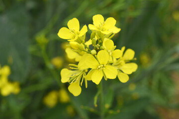 Mustard flower field is full blooming, yellow mustard field landscape industry of agriculture, mustard flowers closeup photo, Oil seed crop cultivation in Pakistan, Full Blooming Yellow Mustard Flo Dw