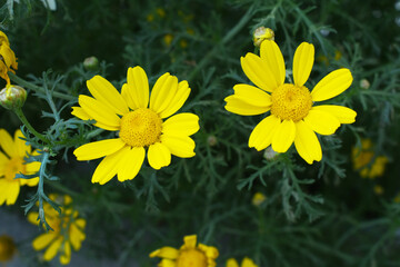 Bright Yellow Crown Daisy, Close-up of a Bright yellow crown daisy flower, blooming in nature,...