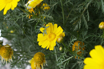 Bright Yellow Crown Daisy, Close-up of a Bright yellow crown daisy flower, blooming in nature,...