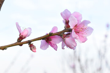 Beautiful Pink Peach Blossoms in a Garden, Pink Peach Flowers Blooming on Peach Tree, Beautiful...