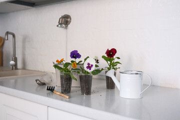 Essential Items for Indoor Gardening Colorful Flowers and Necessary Tools on Kitchen Counter