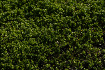 green grass texture, ecology