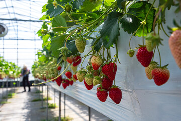 Hydroponic strawberry in glass farm, organic farm, Lush rows of vibrant strawberries thriving in an innovative hydroponic farm