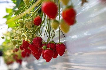 Hydroponic strawberry in glass farm, organic farm, Lush rows of vibrant strawberries thriving in an innovative hydroponic farm