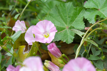Field bindweed or Convolvulus arvensis or European bindweed or Creeping Jenny with open flowers surrounded with dense green leaves, closeup of Field bindweed flower