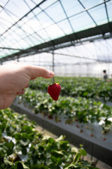 Hydroponic strawberry in glass farm, organic farm, Lush rows of vibrant strawberries thriving in an innovative hydroponic farm