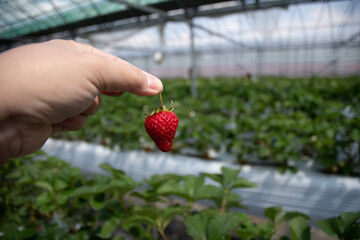 Hydroponic strawberry in glass farm, organic farm, Lush rows of vibrant strawberries thriving in an innovative hydroponic farm