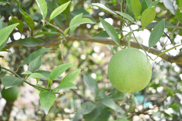 unripe green oranges on tree, close-up of a beautiful orange tree with green oranges, fruit hanging on a tree, Close-up of unripe oranges hanging on a tree, Chakwal, Punjab, Pakistan