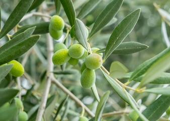 Olive tree branches bear clusters of green olives in a sunny orchard during late summer
