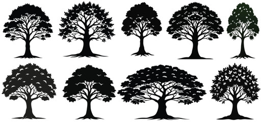 Set of silhouettes various trees on a white background vector