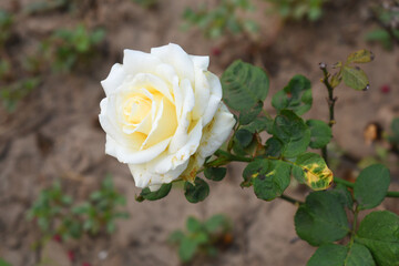Beautiful white rose flower closeup in garden, A very beautiful white rose flower bloomed on the rose tree, Rose flower closeup, bloom flowers, Natural spring flower, Natural floral background,