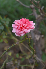Beautiful pink rose flower closeup in garden, A very beautiful pink yellow rose flower bloomed on the rose tree, Rose flower closeup, bloom flowers, Natural spring flower floral background