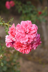 Beautiful pink rose flower closeup in garden, A very beautiful pink yellow rose flower bloomed on the rose tree, Rose flower closeup, bloom flowers, Natural spring flower floral background