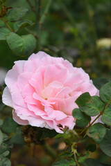 Beautiful pink rose flower closeup in garden, A very beautiful pink yellow rose flower bloomed on the rose tree, Rose flower closeup, bloom flowers, Natural spring flower floral background